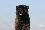 BOUVIER DES FLANDRES 220